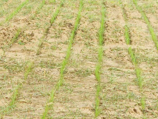 水生生物多样性恢复向好