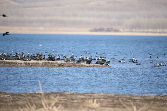 生态多样性也得到了有效恢复